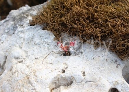 Валун Краснодарский