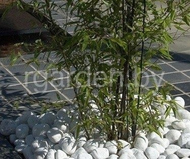 Галька мраморная Бьянко Каррара