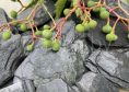 Сланцевая крошка Атлян