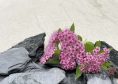Сланцевая крошка Атлян