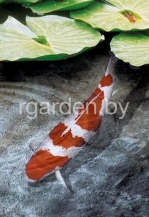 УФ Стерилизатор STU-55 для пруда 25000л