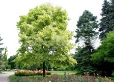 Клён остролистный Друммонди (Acer platanoides Drummondii)